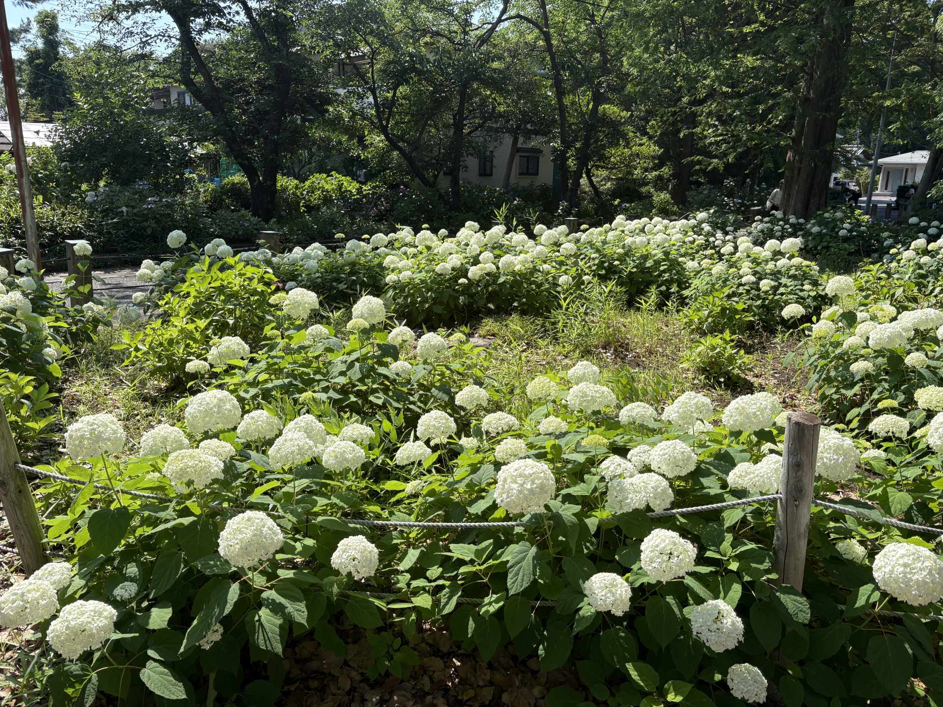 紫陽花と御朱印